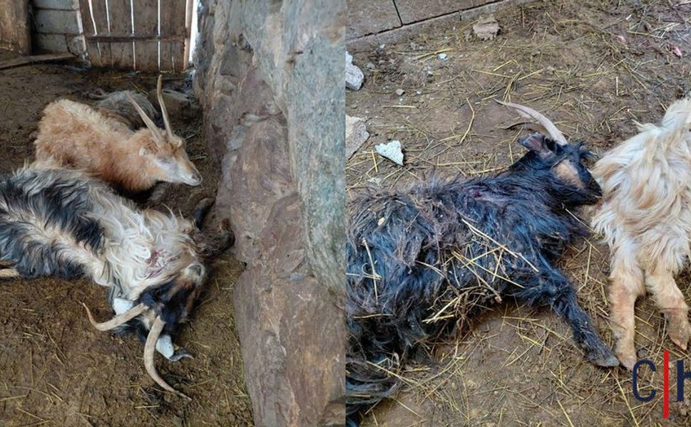 Hakkari’de kurtlar ahıra girdi: 12 keçi telef oldu