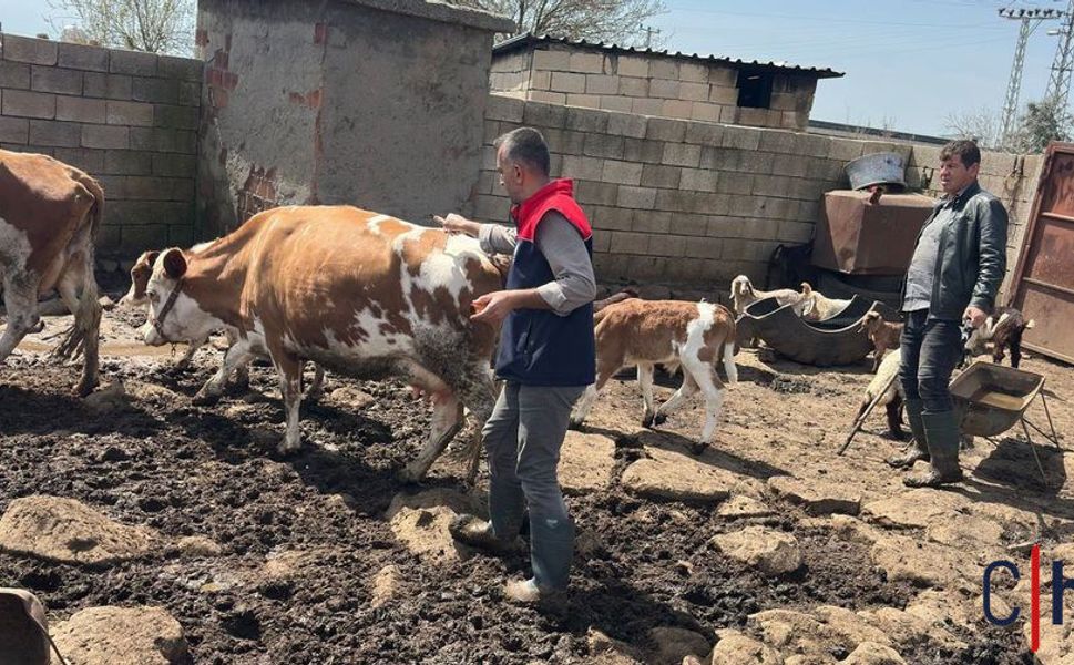 Hayvan Sağlığı İçin Küpeleme ve Aşılama Çalışmaları Sürüyor