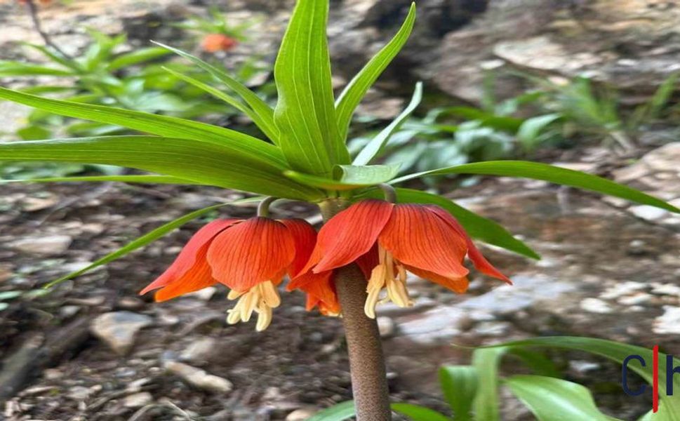 Hakkari’de Ters Laleler Erken Açtı: Baharın Müjdesi Dağlardan Geldi