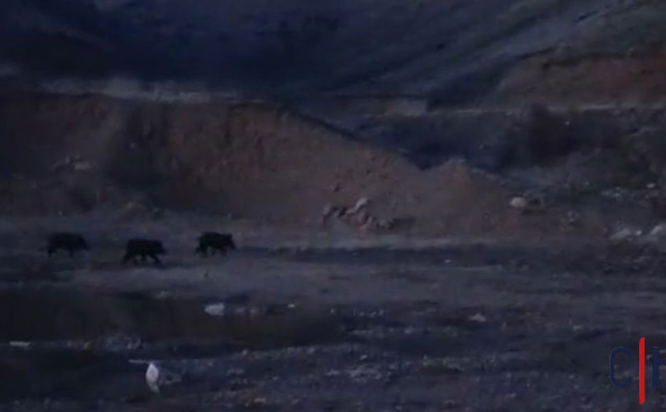 Hakkari'de Yaban Domuzu Sürüsü Kameraya Yansıdı