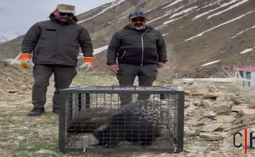 Hakkari'de yaralı bulunan kirpi doğaya kavuştu