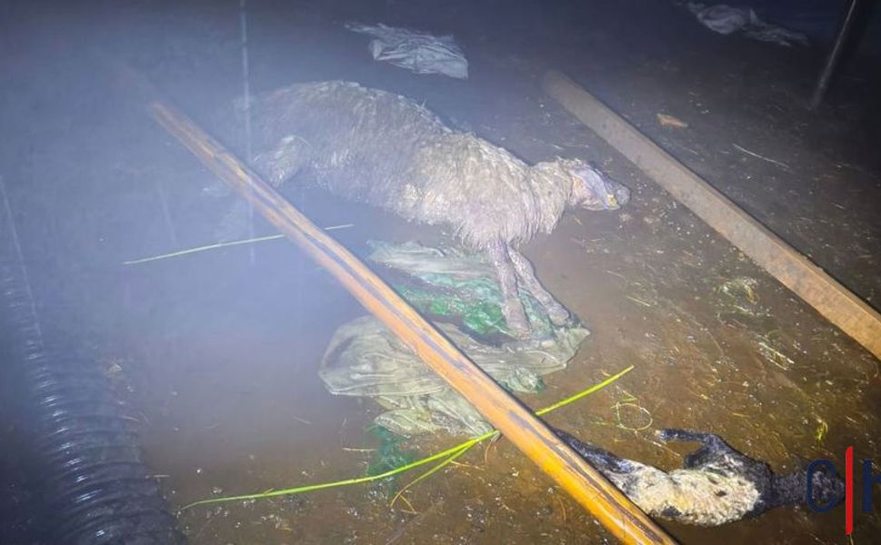 Sel ve Fırtına: Ağıl Çöktü, 6 Koyun Telef Oldu