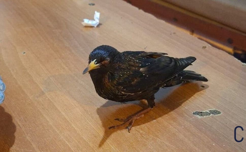 Hakkâri’de Yaralı Sığırcık Hayata Döndürüldü