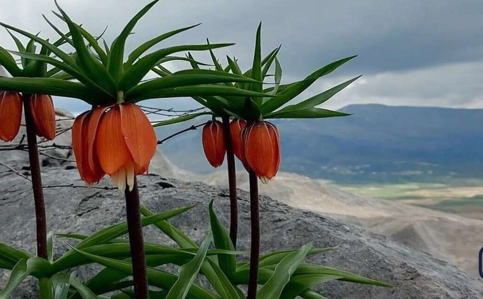 Baharın Müjdecisi: Ters Laleler Doğayı Renklendirdi