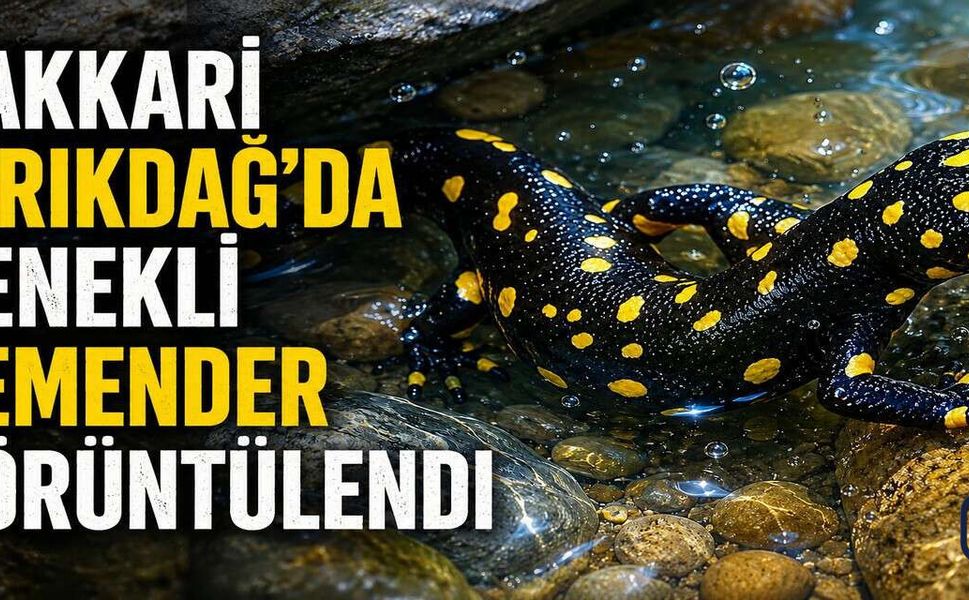 Kırıkdağ Yakınlarında Benekli Semender Görüntülendi