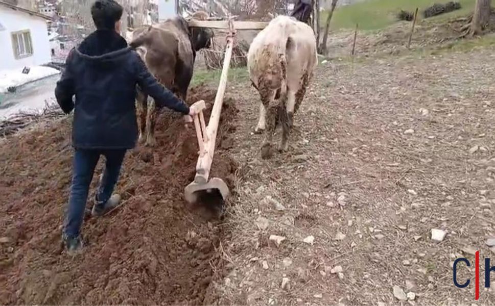 Tarım Zamana Direniyor: Traktörün Giremediği Yerde Karasaban Devrede
