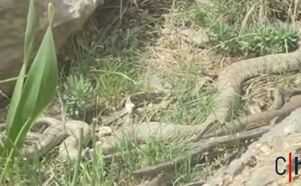 Hakkari'de Doğaseverleri Heyecanlandıran Karşılaşma! Dev Engerek Görüntülendi