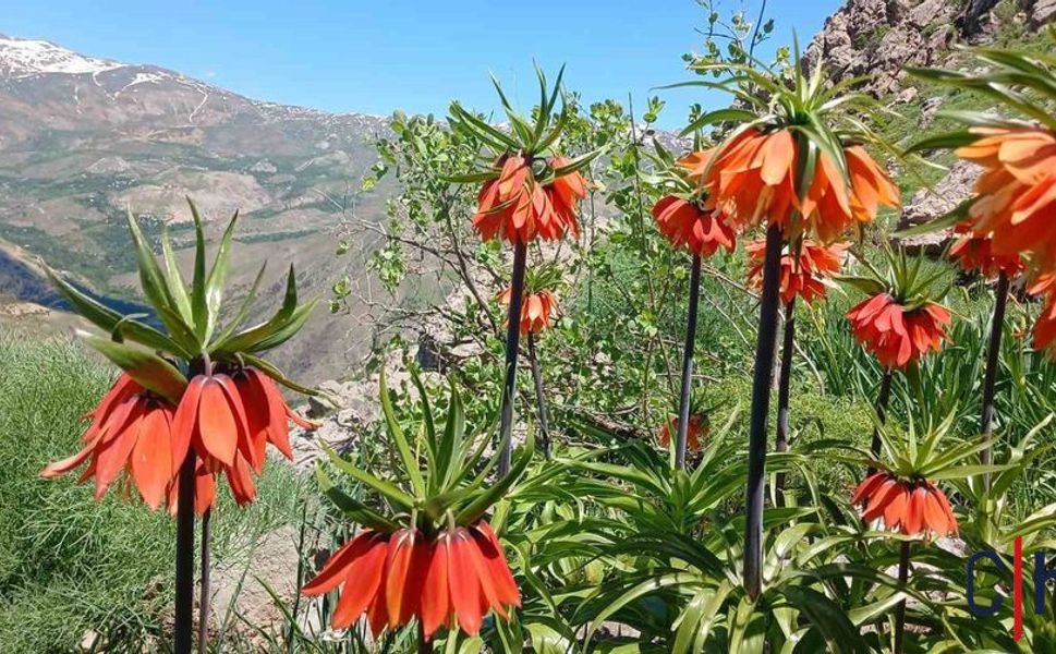 Hakkari’de 2 Bin 700 Rakımlı Zirvede Görsel Şölen: "Ağlayan Gelinler" Hayran Bıraktı!