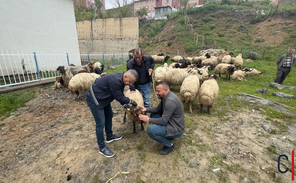 Hakkari’de Kurban Pazarına Sıkı Veteriner Denetimi