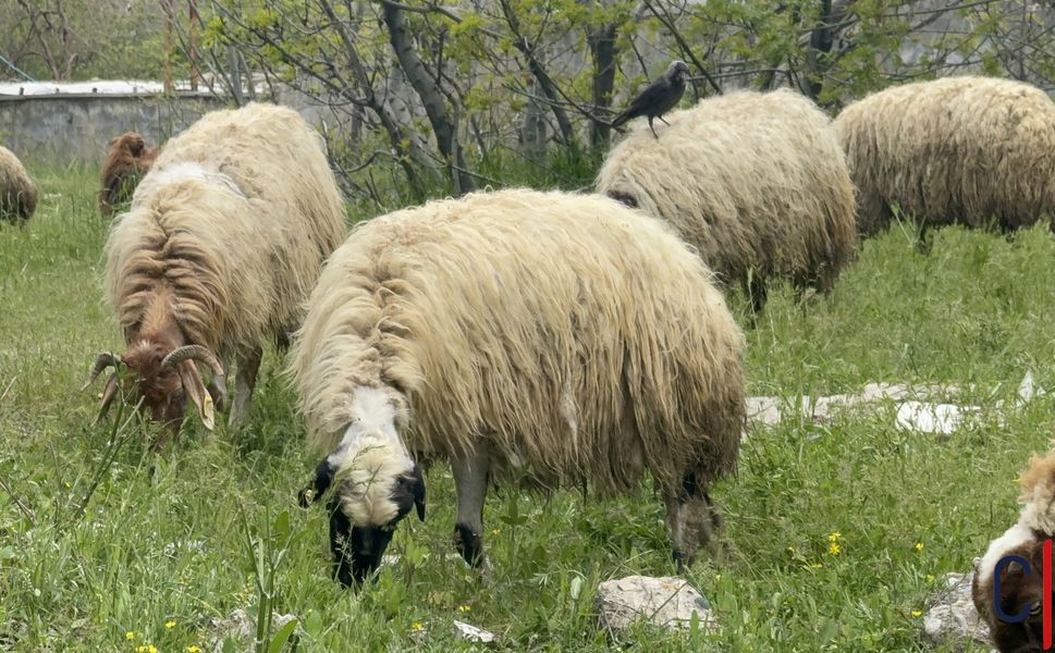 Dağgöl Mahallesi’nde Kurbanlık Hareketliliği: Kasap Temel’in Satış Alanına Yoğun İlgi