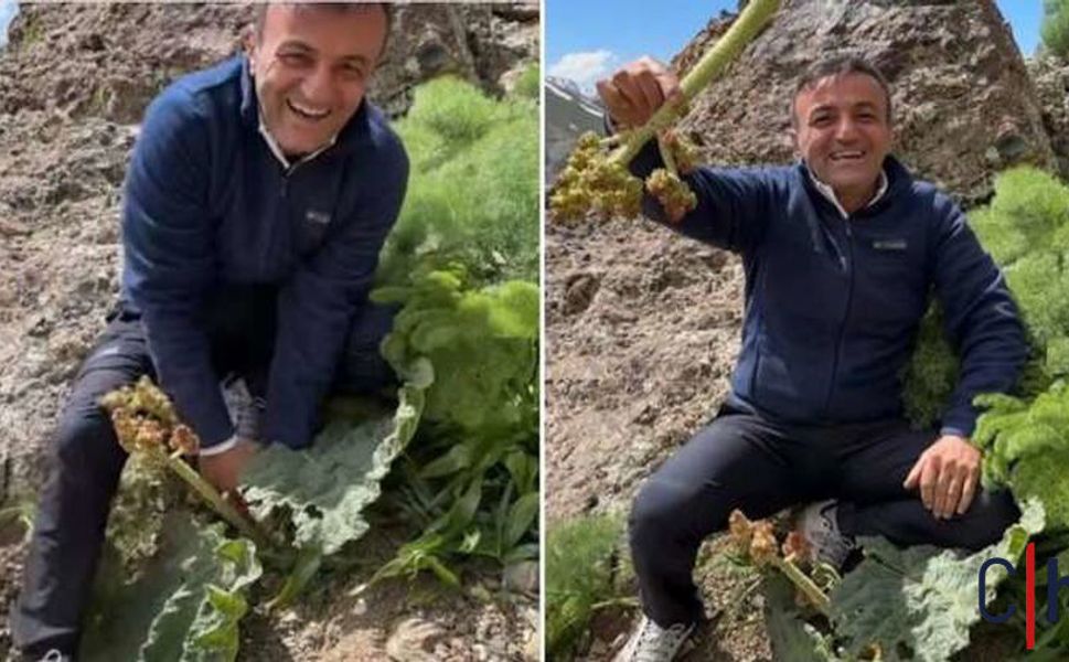 Ersin Korkut Hakkari Dağlarında Yayla Muzu "Rewas" Toplarken Görüntülendi