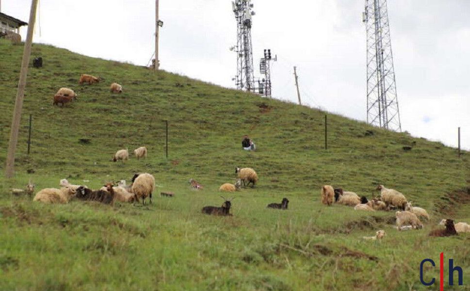 Hakkari’de Kurban Pazarı Hareketlendi: Besiciler Alıcılarını Bekliyor
