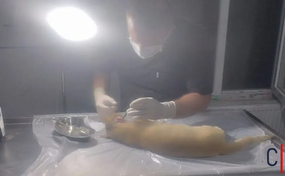 Hakkari’de Yaban Hayvanlarının Saldırdığı Kedi Ameliyat Edildi