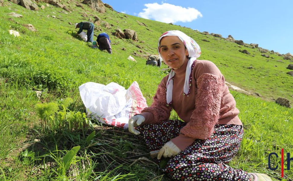 Hakkari Dağlarında Zorlu Mesai: Kadınlar Şifa Kaynağı ‘Siyabo’ İçin Metrelerce Karı ve Sarp Kayalıkları Aşıyor!