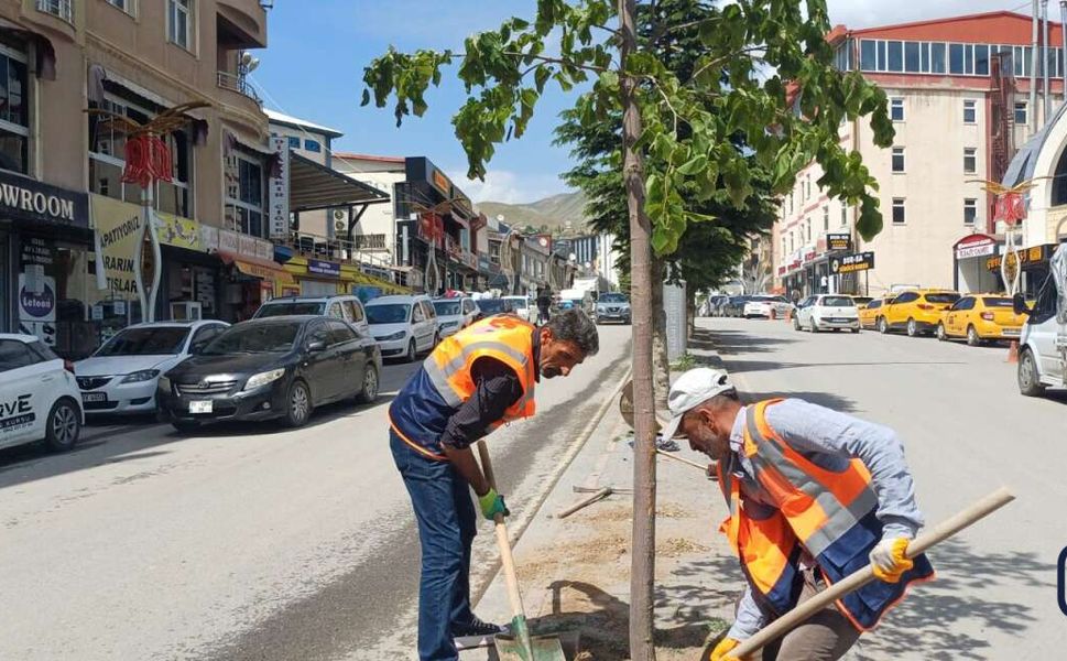 Hakkâri’de Zarar Gören Ağaçların Yerine Yeni Fidanlar Dikiliyor