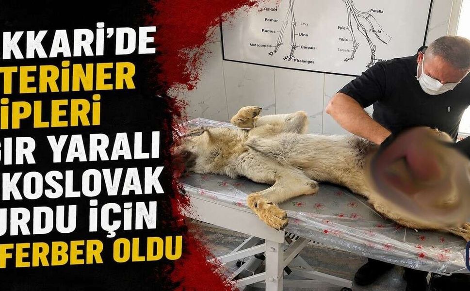 Hakkâri’de Ağır Yaralı Çekoslovak Kurdu Ameliyata Alındı