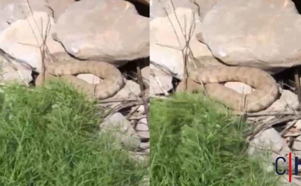 Hakkari dağlarında koca engerek görüntülendi