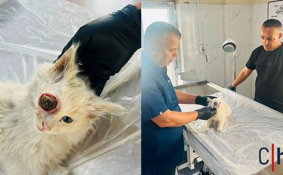 Hakkari’de Gözü Yuvasından Çıkan Kedi Başarılı Operasyonla Hayata Tutundu