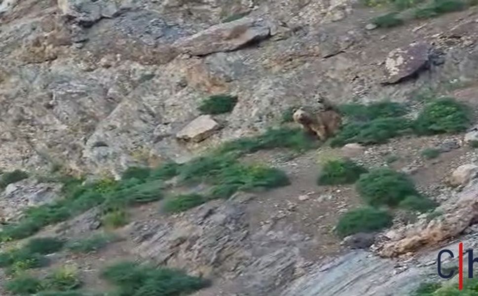 Hakkâri’de Anne Ayı ve Yavrusu Doğaseverlerin Kamerasına Yansıdı