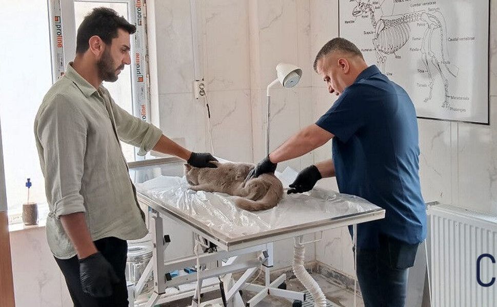 Hakkari’de Hasta ve Bitkin Kedilere Belediye Şefkati