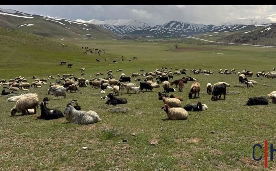 Küçükbaş Destek Projesinde Hakkari Öne Çıktı: 44 Yetiştirici Asil Listede