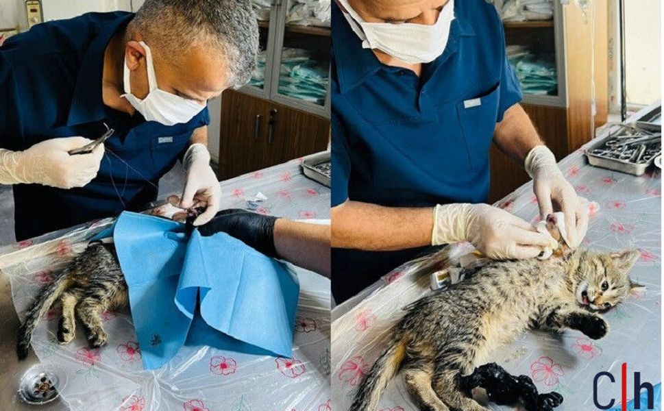Çukurca’dan getirilen yaralı kedi Hakkari’de yaşama tutundu