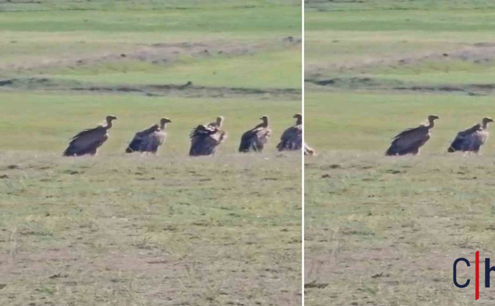 Nadir Görülen Olay: Dev Kızıl Akbaba Sürüsü Mahallede Fotoğraflandı
