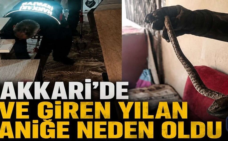 Hakkâri'de Eve Giren Yılan Aileye Korku Dolu Anlar Yaşattı