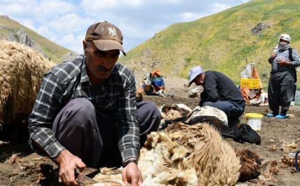 Yayla Mesaisi Başladı: Feraşinli Besiciler Koyunlarını Yaylaya Hazırlıyor