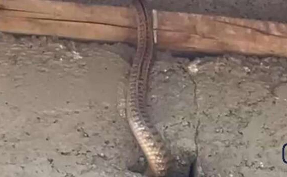 Hakkari'de Bir Aile Evlerini İstila Eden Yılanlar İçin Yardım Bekliyor