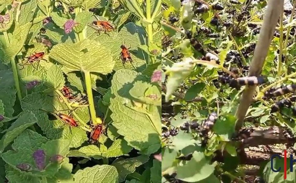 Hakkâri'de Çekirge Sürüsü Tarım Alanlarını Tehdit Ediyor