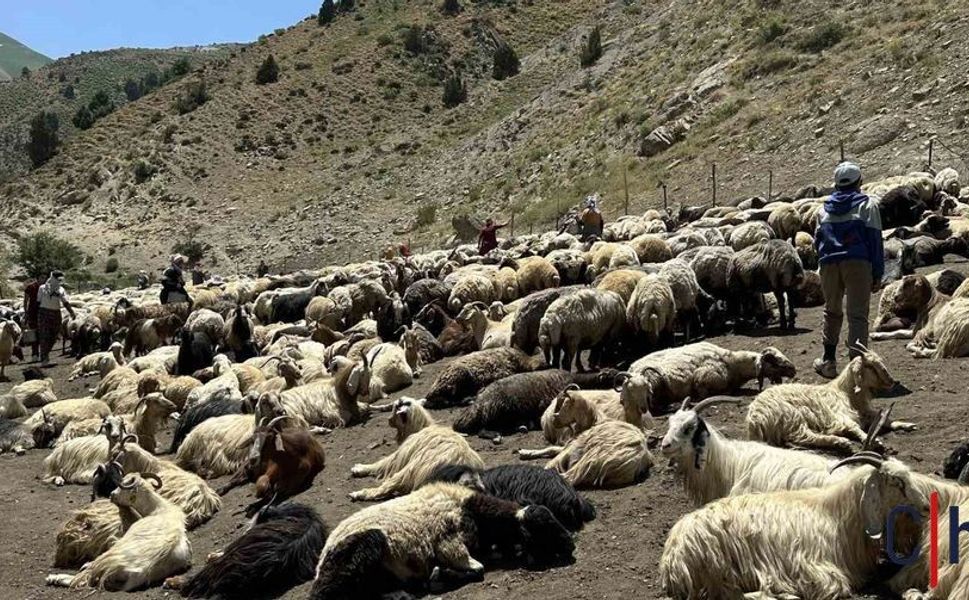 Hakkari Yaylalarında Berivanların Zorlu Süt Sağım Mesaisi Devam Ediyor
