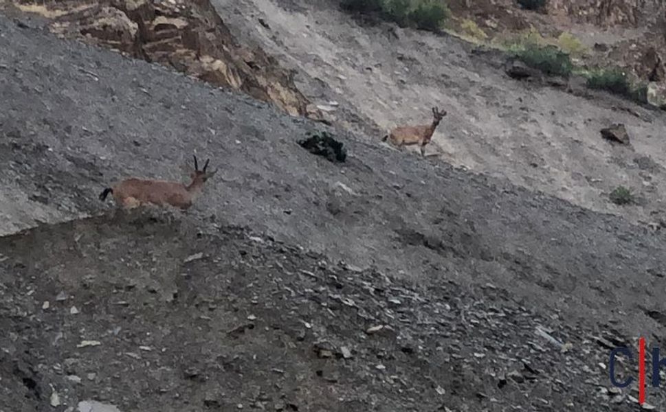 Hakkâri'de Depin Polis Noktası Yakınında Görüntülenen Dağ Keçileri İlgi Çekti