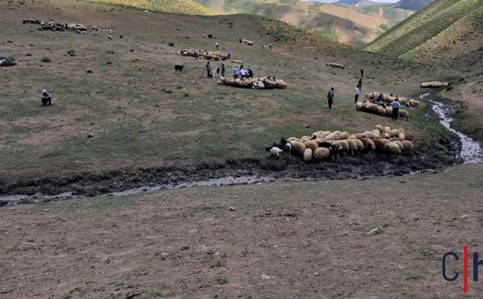 Hakkari'de Küçükbaş Hayvanlara Aşılama ve Kimliklendirme Çalışmaları Sürüyor