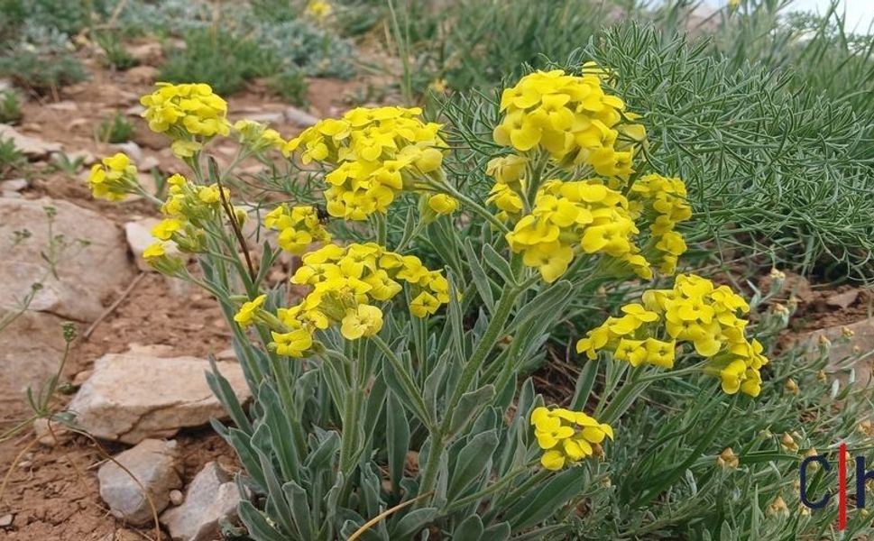 Hakkari Bilmizit Yaylası'nda Yazın En Renkli Manzarası