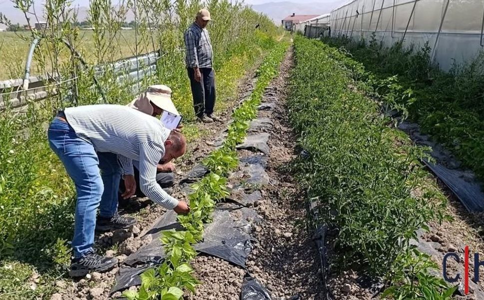 Hakkari'de sera ve bahçelerde hastalık ile zararlı denetimi