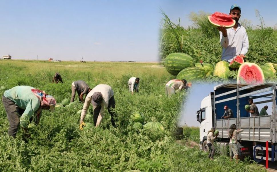 Diyarbakır karpuzunda hasat başladı, üretici artan maliyetlerden dertli