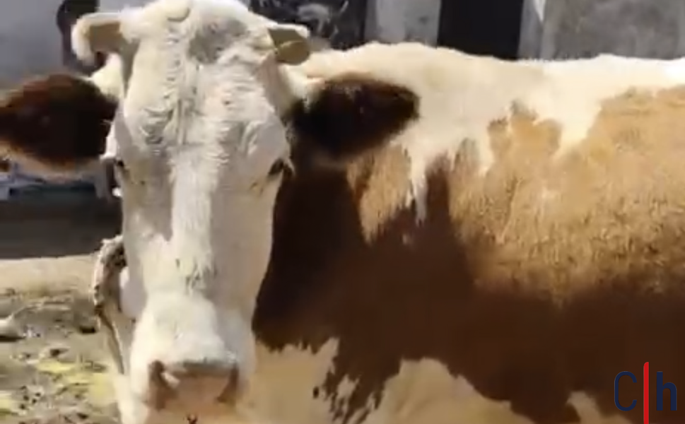 Hayırsever Desteğiyle Yüksekovalı Aileye Yeni İnek ve Buzağı