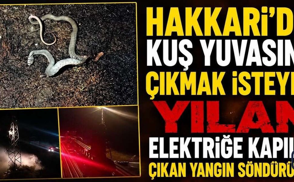 Hakkari’de Direğe Tırmanan Yılan Kısa Devreye Neden Oldu