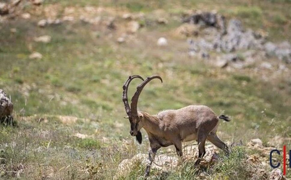 Yaban Keçisini Vuran Kişiye 1,2 Milyon Liralık Ceza