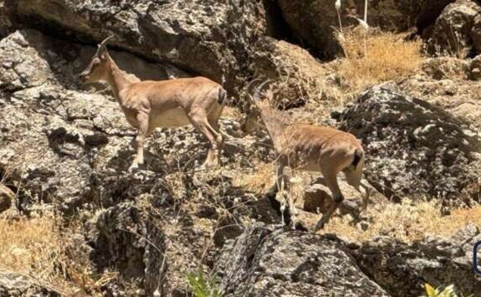 Hakkari’nin ardından Şırnak’ta dağ keçisi sürprizi