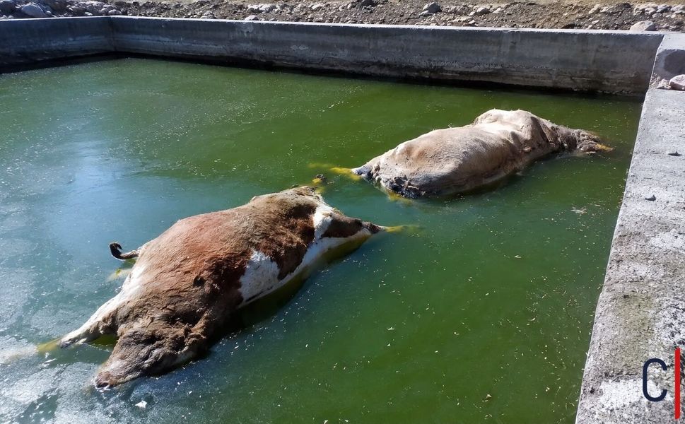Merga Bütan’da Eski Taş Ocağındaki Havuz Can Aldı: 3 İnek Telef Oldu
