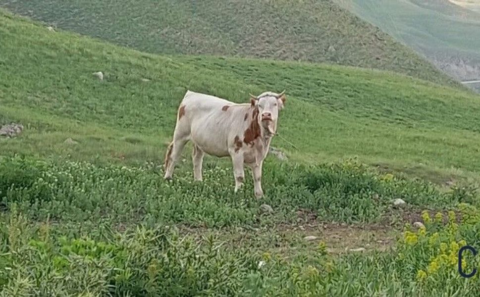 Hakkâri’de Kaybolan 3 İnek ve 3 Dana İçin Yardım Çağrısı