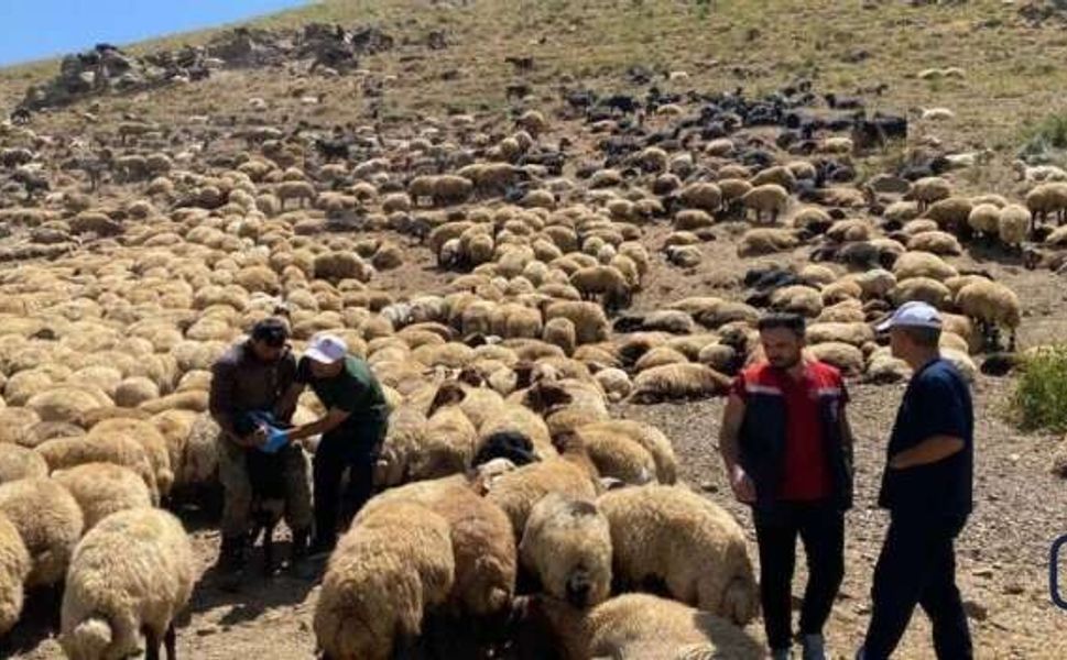 Yaylalarda hayvan sağlığı kontrolü!