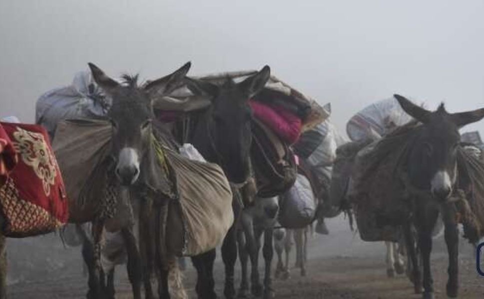Beytüşşebap'ta göçerlerin yayla yolculuğu sona erdi