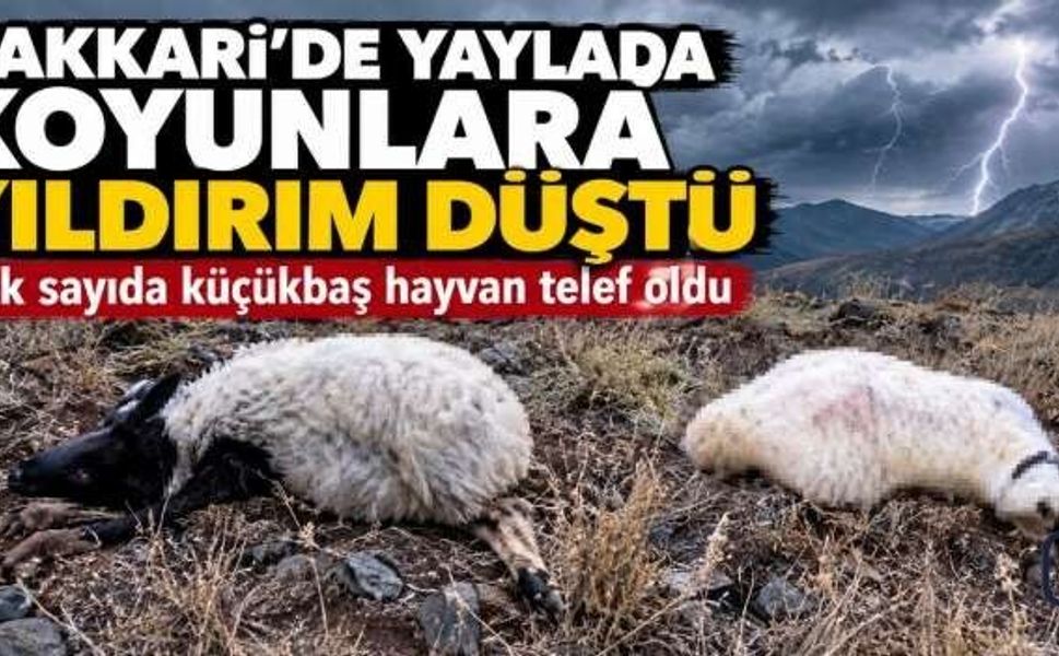Hakkari’de yaylada otlatılan koyunlara yıldırım düştü